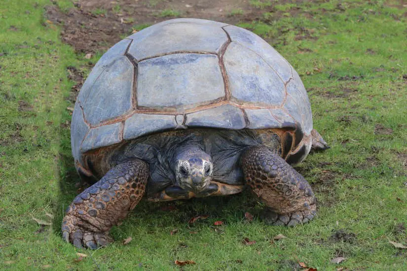 Burmese Mountain Tortoise