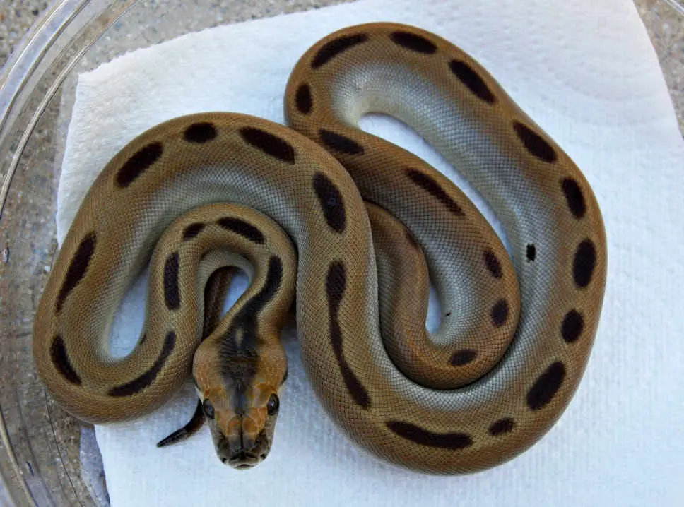 Burmese Python Care Sheet