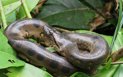 Green Anaconda Care Sheet - Reptile Range