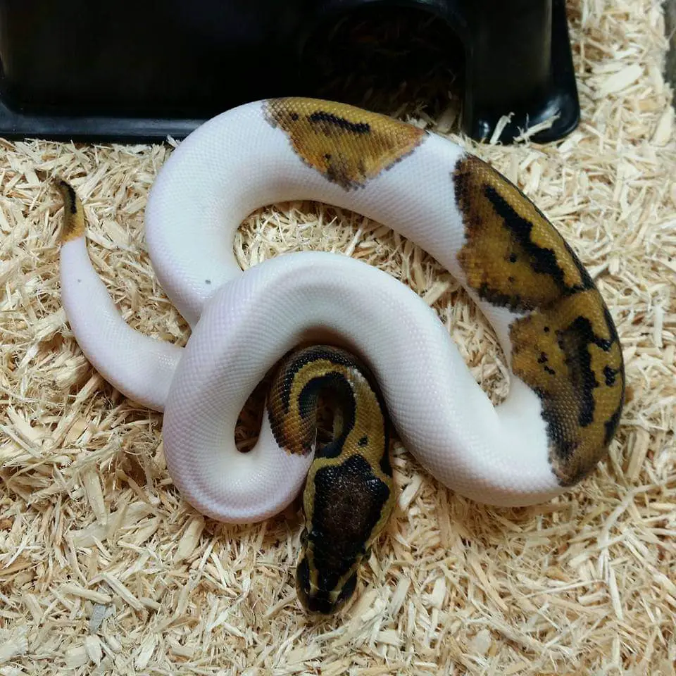 Recessive Ball Python Morphs - A Complete Guide - Reptile Range