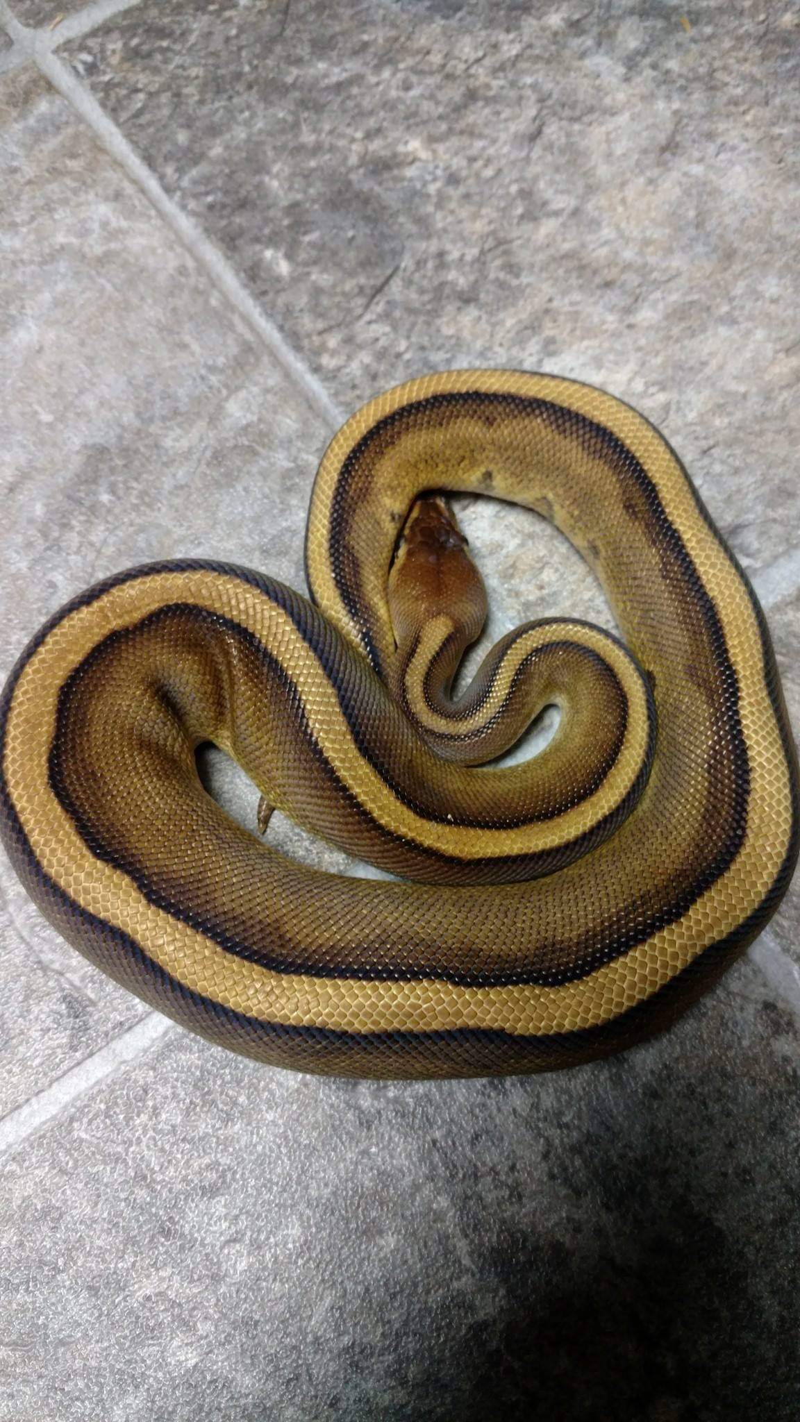 Recessive Ball Python Morphs - A Complete Guide