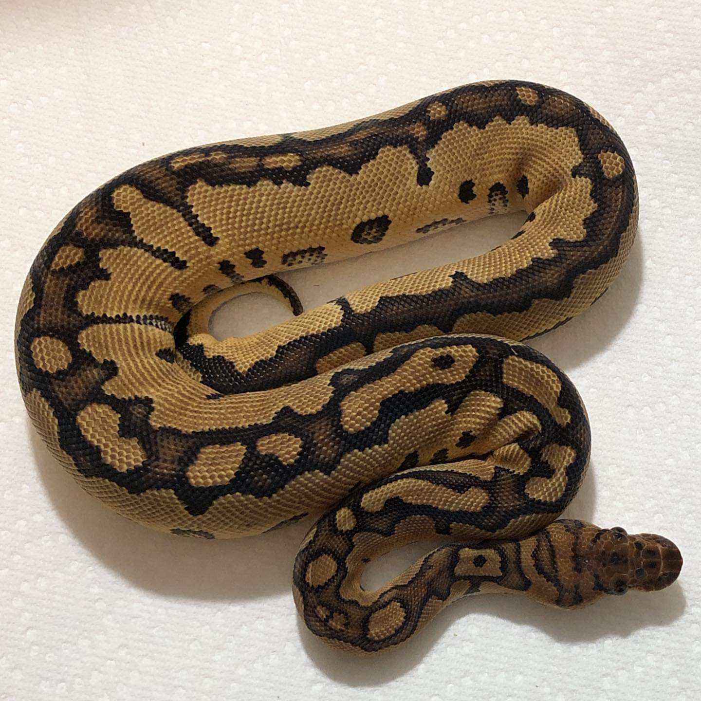 Recessive Ball Python Morphs - A Complete Guide