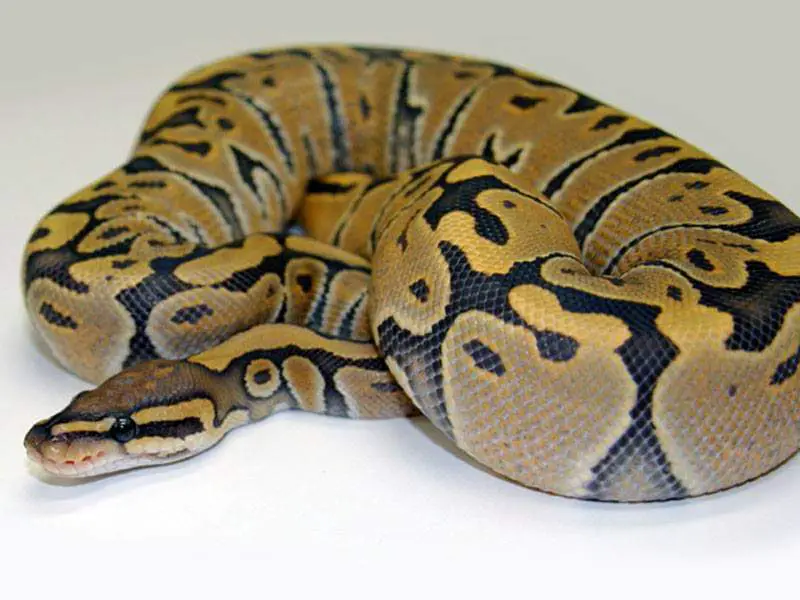 Recessive Ball Python Morphs - A Complete Guide - Reptile Range