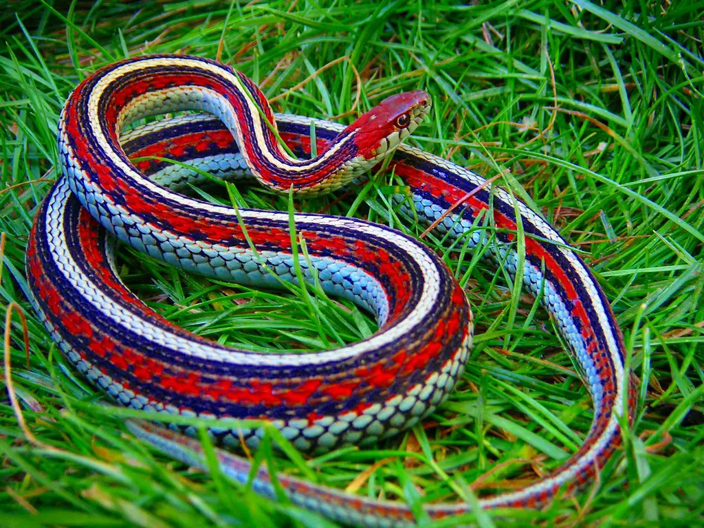 Garter Snake Care Sheet - Thamnophis Sirtalis