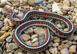 Garter Snake Care Sheet