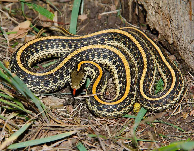 Garter Snake Care Sheet