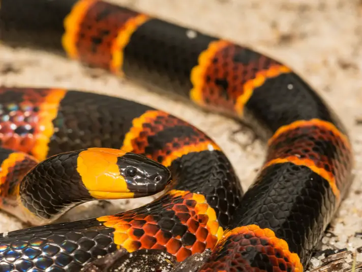 List Of Venomous Snakes In Florida - Reptile Range