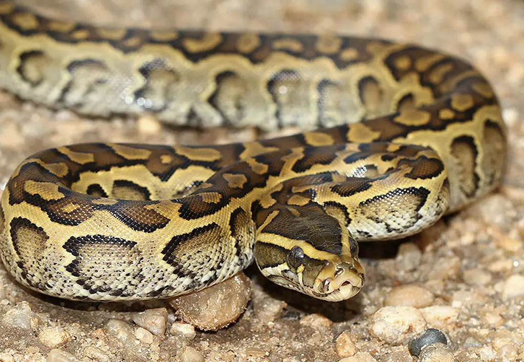 African Rock Python - Reptile Range