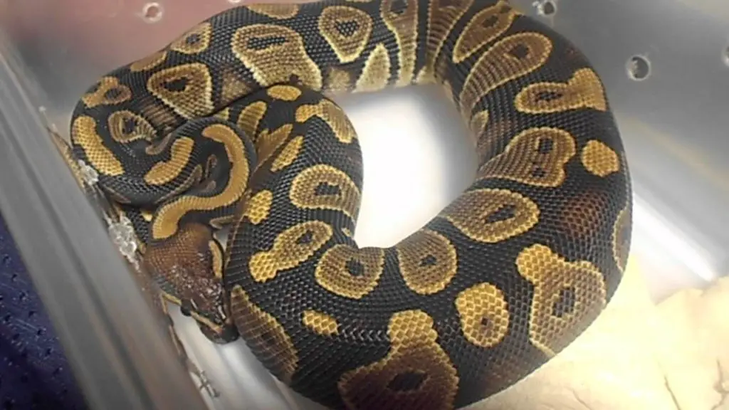 Chocolate Ball Python Morph - A Complete Guide - Reptile Range