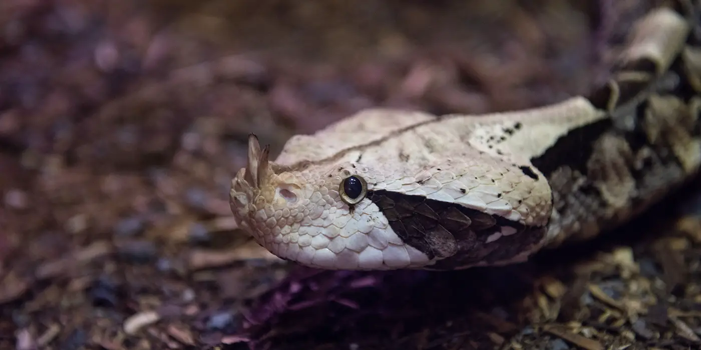 Gaboon Viper - Information, Venom And Range - Reptile Range