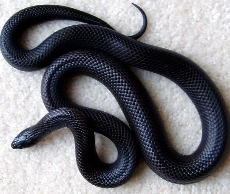 Mexican Black Kingsnake Care Sheet - Reptile Range