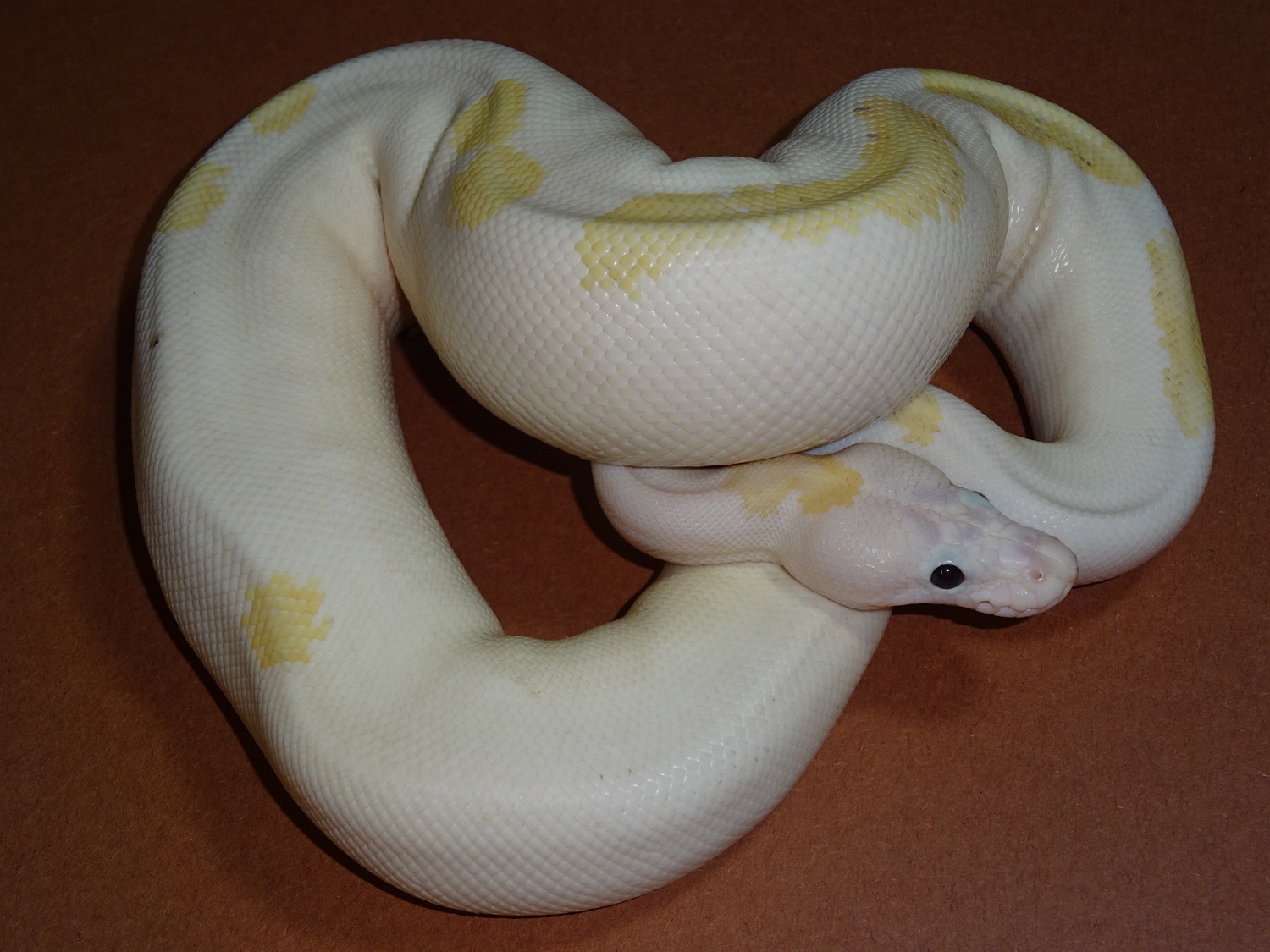 Fire Ball Python Morph - A Complete Guide