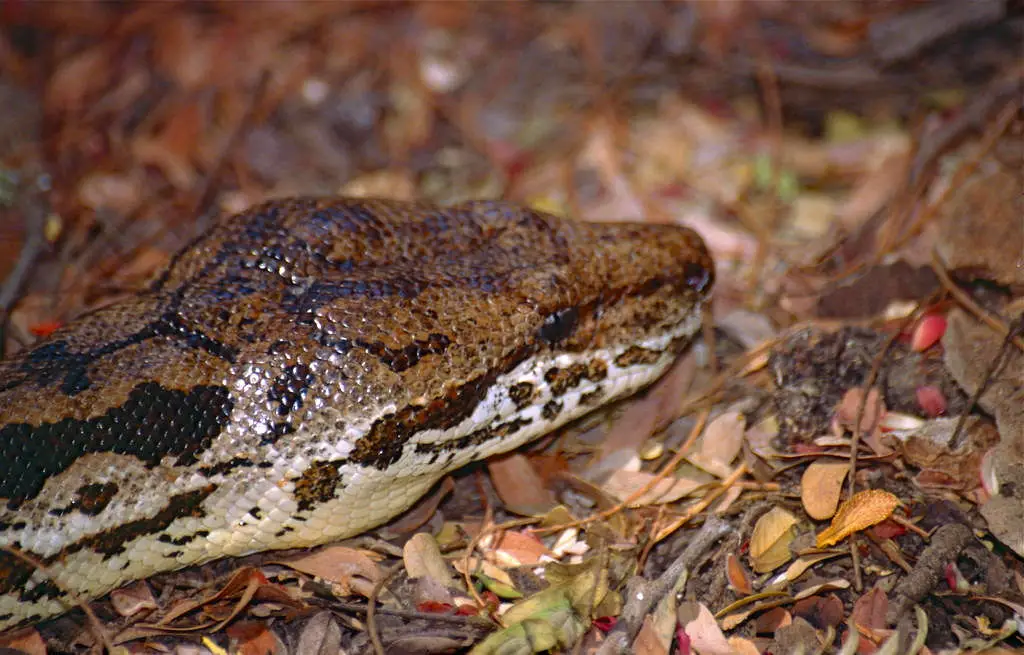 Dumeril's Boa - Information And Care - Reptile Range