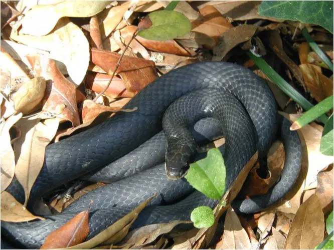 Southern Black Racer Information