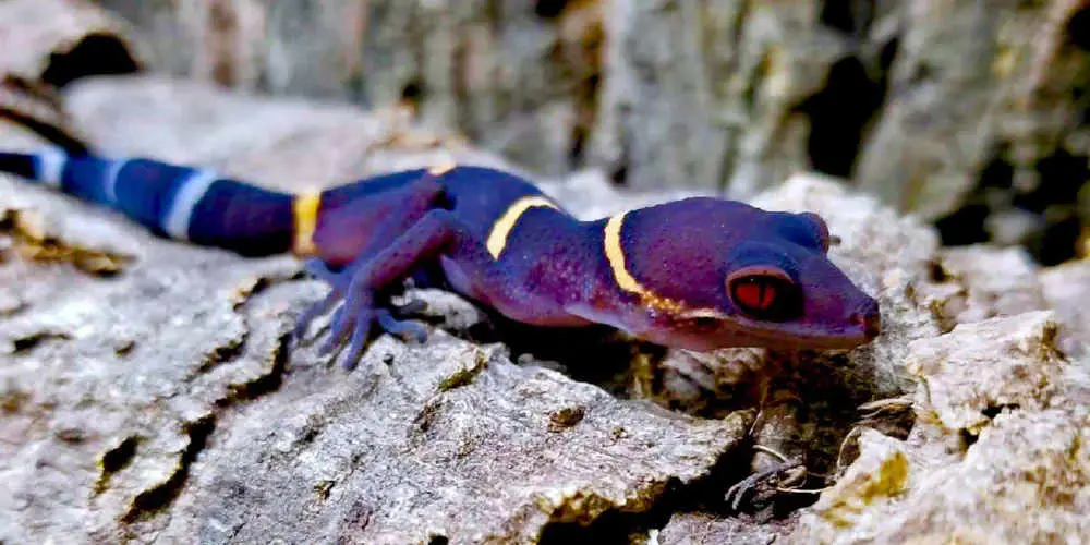 Blue Chinese Cave Gecko | vlr.eng.br