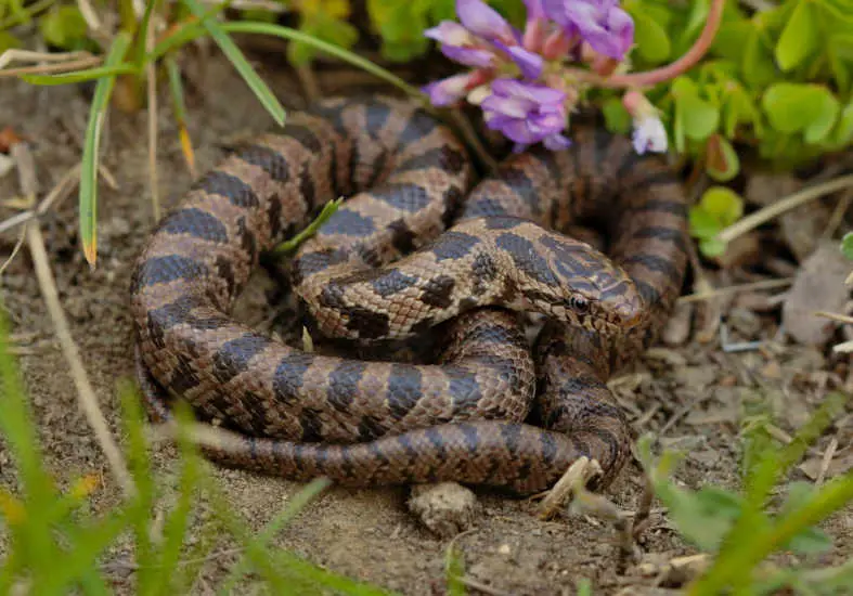 Prairie Kingsnake