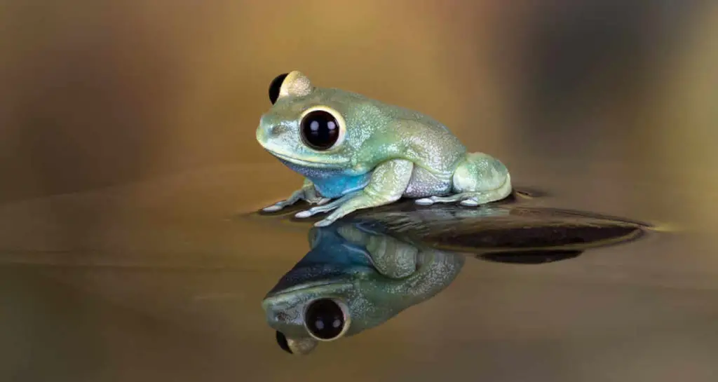 Images Of Frog