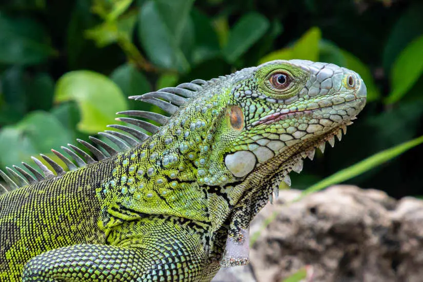 Types of Iguana