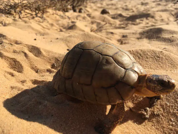 Egyptian Tortoise