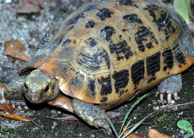 Elongated Tortoise