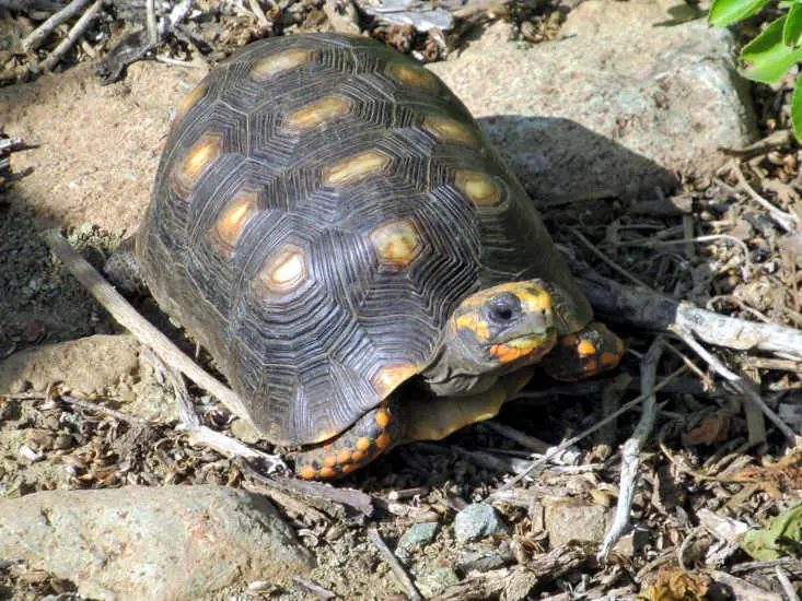 Red Footed Tortoise