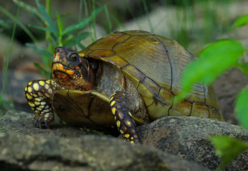 Three Toed Box Turtle