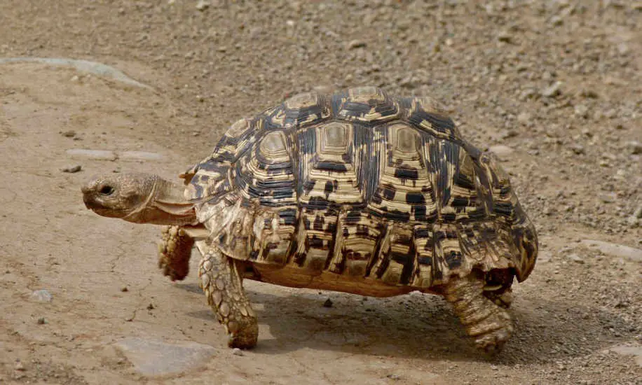 Leopard Tortoise