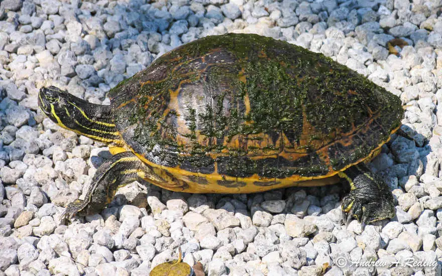 Peninsula Cooter