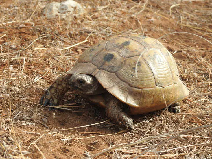 Greek Tortoise