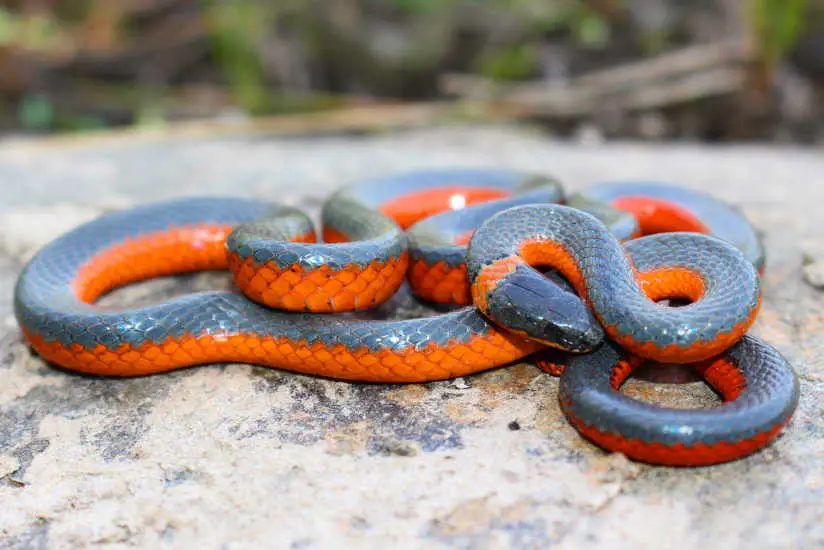 Ringneck Snake