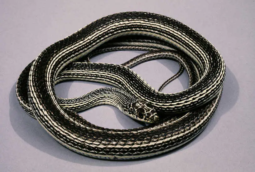 striped-whipsnake