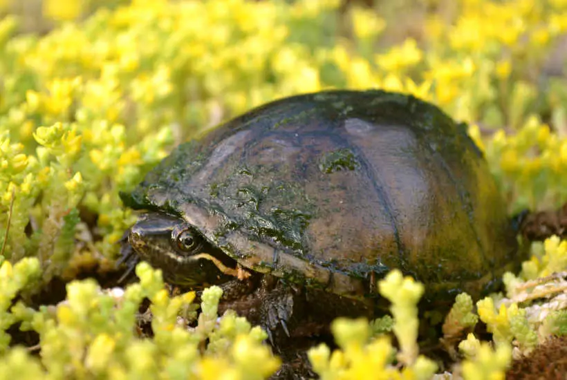 Common Musk Turtle