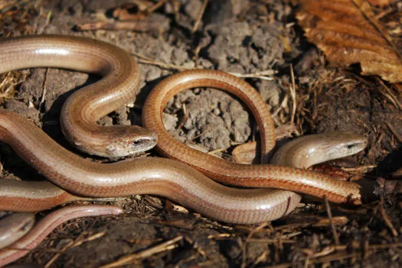 Common Slow Worm