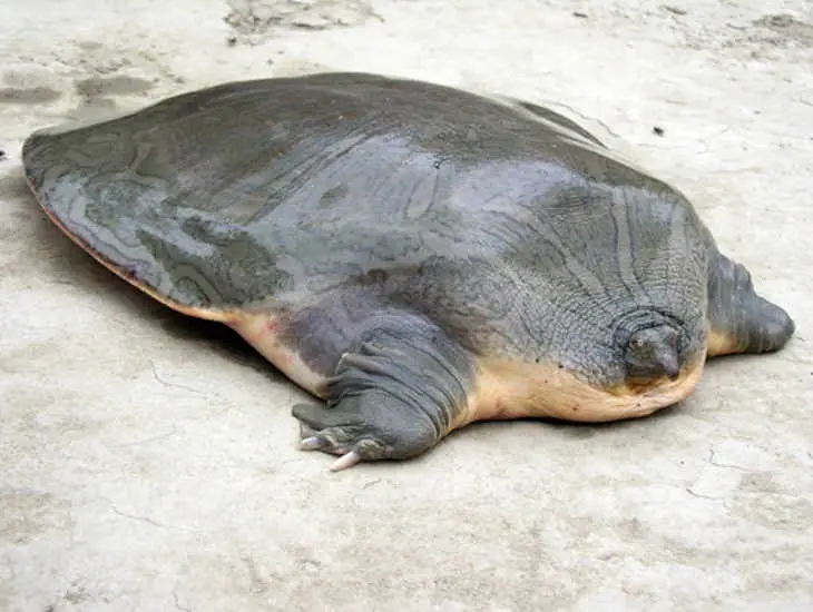 Indian Narrow Headed Softshell Turtle 
